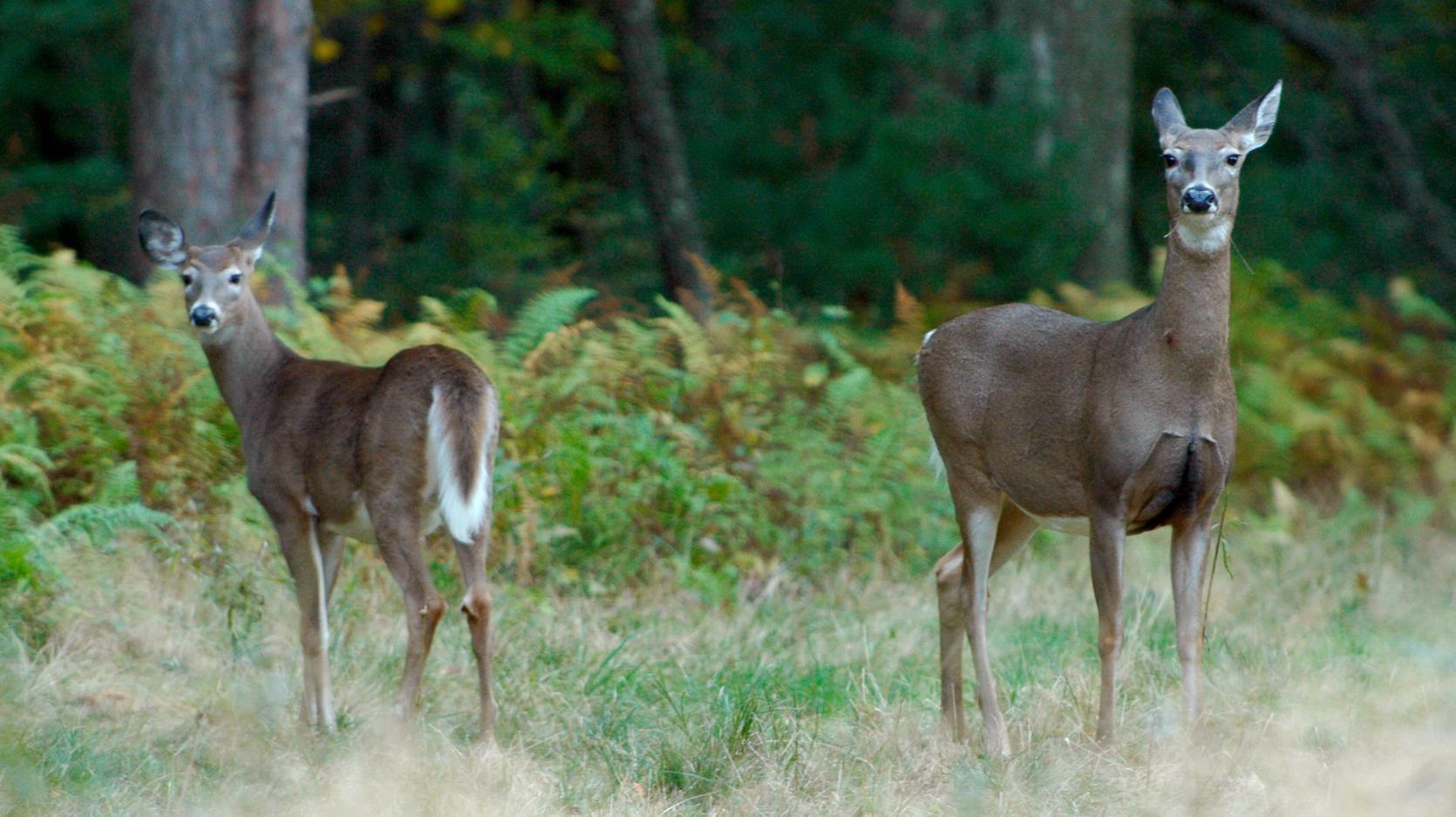 Antlerless Deer Permit Announcement Mass.gov